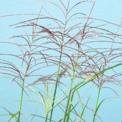 Miscanthus Bandwidth (Chinese Silver Grass) -Garden Plants Bandwidth Maiden Grass 2
