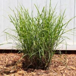 Miscanthus Bandwidth (Chinese Silver Grass) -Garden Plants Bandwidth Maiden Grass 4