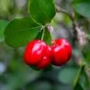 Barbados 'Acerola' Cherry -Garden Plants Barbadoes Cherry FGT 600x600 cf76202b 85ef 4c40 a429 78fce9170ef6