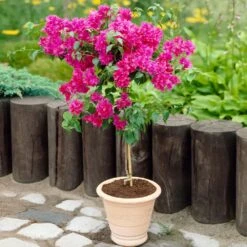 Barbara Karst Bougainvillea -Garden Plants Barbera Karst Bougainvillea 2 FGT d3e6d740 b572 4723 a5c8 00a17a4aa767