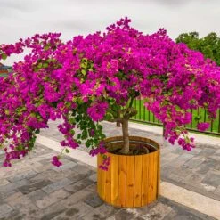 Barbara Karst Bougainvillea -Garden Plants Barbera Karst Bougainvillea 5 f4868c53 9510 4e18 9d90 9065f6de5bb5