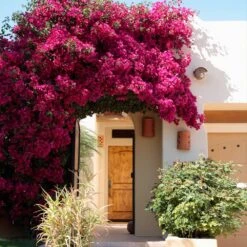 Barbara Karst Bougainvillea -Garden Plants Barbera Karst Bougainvillea 9 f609a9e0 2c3a 435b b6e7 05bbc8e5e7c8