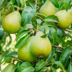 4-in-1 Pear Surprise Tree -Garden Plants Bartlett Pear 3 BB 91576d60 9115 4cb7 bed6 62a48929b5db