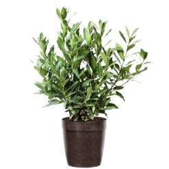Bay Laurel 15 Bay Laurel -Garden Plants Bay Laurel 3G Delilah Brown pot