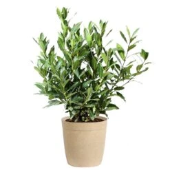 Bay Laurel 16 Bay Laurel -Garden Plants Bay Laurel 3G Delilah Tan pot
