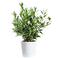 Bay Laurel 18 Bay Laurel -Garden Plants Bay Laurel 3G Delilah White pot