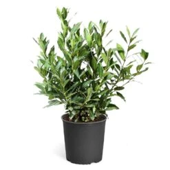 Bay Laurel 17 Bay Laurel -Garden Plants Bay Laurel 3G standard pot