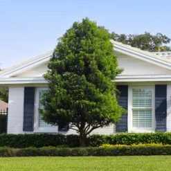 Bay Laurel 12 Bay Laurel -Garden Plants Bay Laurel Shrub FGT 4 4fc2d6b2 8cf4 4dcb 83d8 7a36a4f2402f