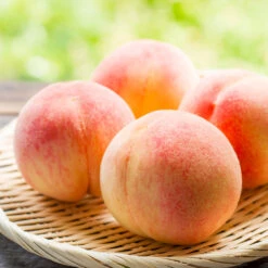 Belle Of Georgia Peach Tree (USDA Organic) -Garden Plants Belle of Georgia 1