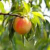 Belle Of Georgia Peach Tree (USDA Organic) 2 Belle Of Georgia Peach Tree (USDA Organic) -Garden Plants Belle of Georgia 600x600 45f29838 b04b 4d42 a727 f87c911c882b