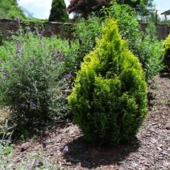 Berckman's Gold Arborvitae 10 Berckman's Gold Arborvitae -Garden Plants Berckmans Arborvitae 1 FGT