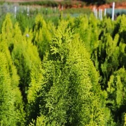 Berckman's Gold Arborvitae 11 Berckman's Gold Arborvitae -Garden Plants Berckmans Arborvitae 8