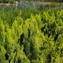 Berckman's Gold Arborvitae 9 Berckman's Gold Arborvitae -Garden Plants Berckmans Arborvitae 9