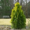 Berckman's Gold Arborvitae 1 Berckman's Gold Arborvitae -Garden Plants Berckmans Arborvitae FGT 600x600 ce6c5eef 9b4c 4e6a b08d bfba171097c6
