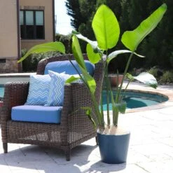 Bird Of Paradise - Orange 12 Bird Of Paradise - Orange -Garden Plants Bird of Paradise 5 FGT