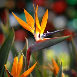 Bird Of Paradise - Orange