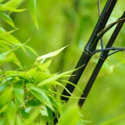 Black Bamboo 12 Black Bamboo -Garden Plants Black Bamboo 1 FGT
