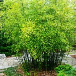 Black Bamboo 11 Black Bamboo -Garden Plants Black Bamboo 3 FGT