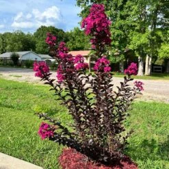 Black Diamond® Crape Myrtle - Mystic Magenta™ -Garden Plants Black Diamon Magestic magenta Crape Myrtle31
