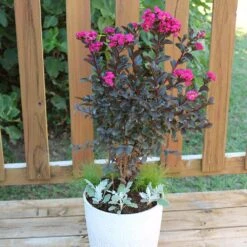 Black Diamond® Crape Myrtle - Mystic Magenta™ -Garden Plants Black Diamon Magestic magenta Crape Myrtle 1
