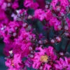 Black Diamond® Crape Myrtle - Mystic Magenta™ -Garden Plants Black Diamon Magestic magenta Crape Myrtle 600x600 703dbfb4 ff0a 40c3 b862 7837c7afa96a