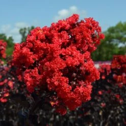 Black Diamond® Crape Myrtle - Best Red™ -Garden Plants Black Diamond Crape Myrtle 3 FGT