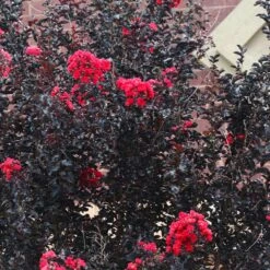 Black Diamond® Crape Myrtle - Best Red™ -Garden Plants Black Diamond Crape Myrtle 6 FGT