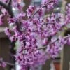 Black Pearl™ Redbud Tree -Garden Plants Black Pearl Redbud Tree 350 Thumb 9eb186b3 173d 4fb3 a56d f2317de1acff
