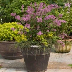 Bloomerang® Lilac Shrub -Garden Plants Bloomerang Lilac Shrub 1