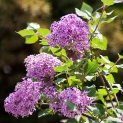 Bloomerang® Lilac Shrub -Garden Plants Bloomerang Lilac Shrub 2