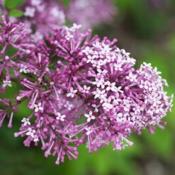 Bloomerang® Lilac Shrub -Garden Plants Bloomerang Lilac Shrub 5 FGT