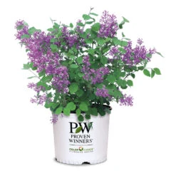Bloomerang® Lilac Shrub -Garden Plants Bloomerang Lilac Shrub 7 3G