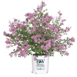 Bloomerang® Lilac Shrub -Garden Plants Bloomerang Lilac Shrub 8 5G