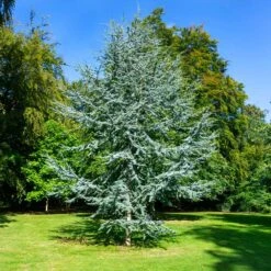 Blue Atlas Cedar Tree -Garden Plants Blue Atlas Cedar 2