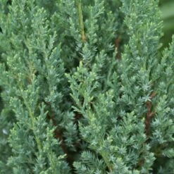 Blue Point Juniper -Garden Plants Blue Point Juniper 3