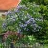 Azurri Blue Satin® Rose Of Sharon Althea Tree -Garden Plants Blue Satin Rose Of Sharon Tree 600x600 60de359b badf 4160 8f5d 202267acab41