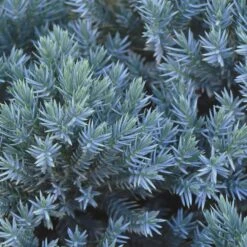 Blue Star Juniper Shrub 9 Blue Star Juniper Shrub -Garden Plants Blue Star Juniper 2