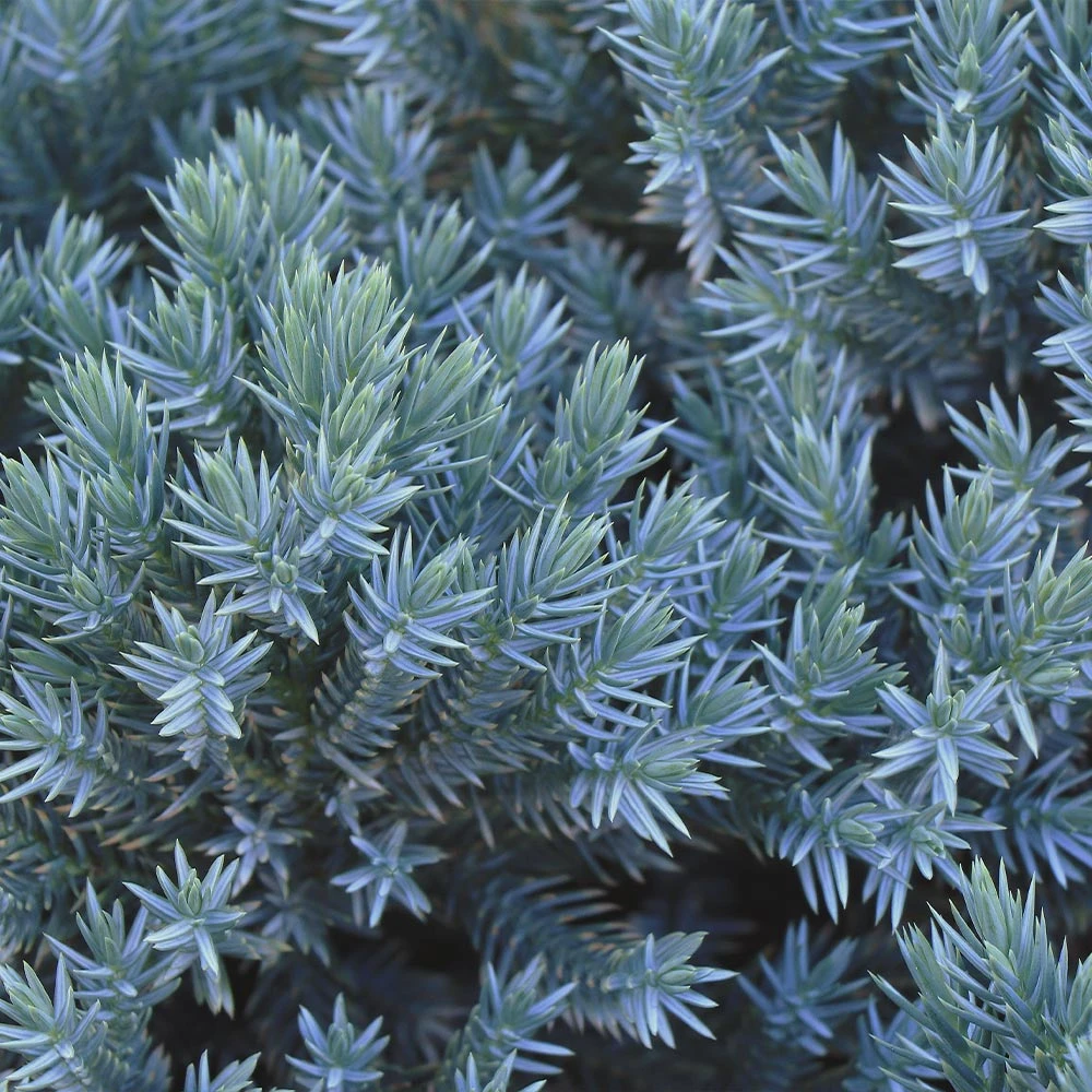 Blue Star Juniper Shrub 5 Blue Star Juniper Shrub - Image 3