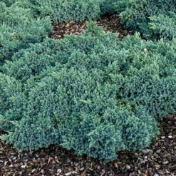 Blue Star Juniper Shrub 11 Blue Star Juniper Shrub -Garden Plants Blue Star Juniper 4
