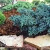 Blue Star Juniper Shrub -Garden Plants Blue Star Juniper FGT 600x600 39395957 12cd 4367 9266 50e38577f69d
