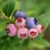 3-in-1 Blueberry Bush -Garden Plants Blueberry 3in1 600x600 1aa08fd7 bd51 41f6 bac0 a9579467c982