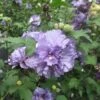 Blueberry Smoothie™ Rose Of Sharon Althea Tree -Garden Plants Blueberry Smoothie Althea 350