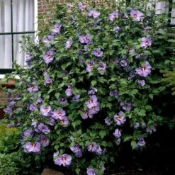 Bluebird Rose Of Sharon Hibiscus Shrub -Garden Plants Bluebird Hibiscus 2