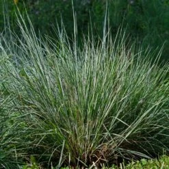 Blues Little Bluestem Grass 9 Blues Little Bluestem Grass -Garden Plants Bluestem Grass The Blues 4