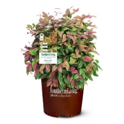 Blush Pink™ Nandina Shrub -Garden Plants Blush Pink Nandina 6