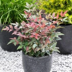 Blush Pink™ Nandina Shrub -Garden Plants Blush Pink Nandina FGT 5