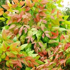Blush Pink™ Nandina Shrub -Garden Plants Blush Pink Nandina FGT 6