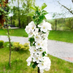 Blushing Delight™ Columnar Apple Tree 10 Blushing Delight™ Columnar Apple Tree -Garden Plants Blushing Delight Columnar Apple 3