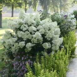 Bobo® Hydrangea Shrub 10 Bobo® Hydrangea Shrub -Garden Plants Bobo Hyrangea 2 FGT