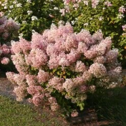 Bobo® Hydrangea Shrub 11 Bobo® Hydrangea Shrub -Garden Plants Bobo Hyrangea 4 FGT